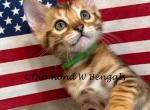 Brown male Green collar - Bengal Kitten For Sale - CO&comma; US