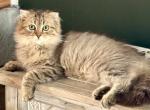 Kitten Munchkins - Munchkin Kitten For Sale - White Plains&comma; NY&comma; US