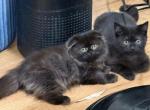 Munchkin - Scottish Fold Kitten For Sale - White Plains&comma; NY&comma; US