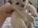 Purebred Siamese Kittens - Siamese Kitten For Sale - Charlotte&comma; NC&comma; US
