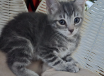 Bella - Maine Coon Kitten For Sale - Plainville&comma; CT&comma; US