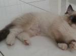 coal seal mitted ragdoll - Ragdoll Kitten For Sale - Brooklyn&comma; NY&comma; US
