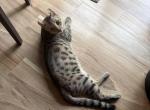 Savannah - Savannah Cat For Sale - 