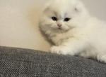 Extra Fluffy Elsa - Scottish Fold Kitten For Sale - Reisterstown&comma; MD&comma; US