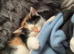 Titten - Domestic Kitten For Adoption - East Palestine&comma; OH&comma; US