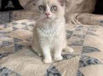 Flora  Available Now - Ragdoll Kitten For Sale - 
