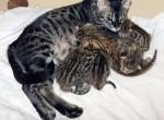 Juliet Onyx - Cheetoh Kitten For Sale - 