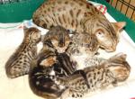Delilah Warrior - Cheetoh Kitten For Sale - 