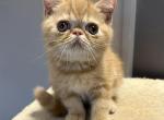Exotic shorthair male - Exotic Kitten For Sale - 