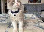 Blue Mink Sepia Litter - Ragdoll Kitten For Sale - Front Royal&comma; VA&comma; US