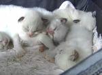 RAGDOLLS OF BREVARD - Ragdoll Kitten For Sale - FL&comma; US
