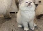 Blue Girl - Ragdoll Kitten For Sale - Springfield&comma; MO&comma; US
