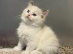 Marshmallow - Ragdoll Kitten For Sale - 