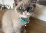 Mitted Blue Point Mink Boy - Ragdoll Kitten For Sale - Front Royal&comma; VA&comma; US