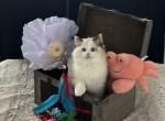 Lucy - Ragdoll Kitten For Sale - 