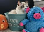Lillie - Ragdoll Kitten For Sale - 