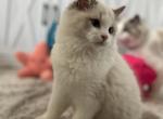 Travis - Ragdoll Kitten For Sale - 