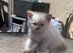 Odrey - British Shorthair Kitten For Sale - 