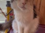 Ummi - Maine Coon Cat For Sale/Retired Breeding - 