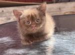 Orlando - British Shorthair Kitten For Sale - 
