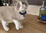 Blue Mink Bicolor - Ragdoll Kitten For Sale - Front Royal&comma; VA&comma; US