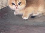 Peter - British Shorthair Kitten For Sale - San Diego&comma; CA&comma; US
