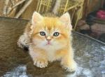 Lolipop - British Shorthair Kitten For Sale - San Diego&comma; CA&comma; US