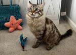 Tez - Ragdoll Cat For Sale - Kearneysville&comma; WV&comma; US