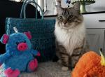 Leo - Ragdoll Cat For Sale - 
