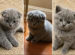 Cloud - Scottish Fold Kitten For Adoption - Gold River&comma; CA&comma; US