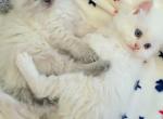 Annie's Litter - Ragdoll Kitten For Sale - Nixa&comma; MO&comma; US