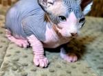 Alex - Sphynx Kitten For Sale - 