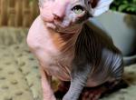 Bella - Sphynx Kitten For Sale - Chicago&comma; IL&comma; US