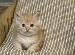 Brother - Scottish Fold Kitten For Sale - Philadelphia&comma; PA&comma; US