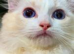 Chloe - Ragdoll Kitten For Sale - Los Angeles&comma; CA&comma; US