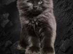 Mountain Ragdolls - Ragdoll Kitten For Sale - CA&comma; US