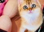 Teddy - British Shorthair Kitten For Sale - Irvine&comma; CA&comma; US