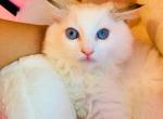 coffee - Ragdoll Kitten For Sale - Irvine&comma; CA&comma; US