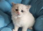 Litter 'G' - Ragdoll Kitten For Sale - Brighton&comma; CO&comma; US