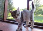 Mrs Kitty And Keeper - Maine Coon Kitten For Sale - KY&comma; US