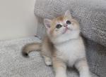 Lisa - British Shorthair Kitten For Sale - Vancouver&comma; WA&comma; US