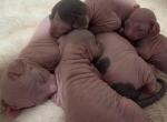 Willows babies - Sphynx Kitten For Sale - MO&comma; US