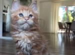 Fricy - Maine Coon Kitten For Sale - Charlotte&comma; TX&comma; US