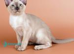 Anola - Burmese Kitten For Sale - Miami&comma; FL&comma; US
