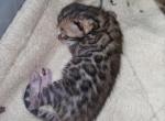 XL Bengal - Bengal Kitten For Sale - Hedgesville&comma; WV&comma; US
