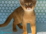 Baks - Abyssinian Kitten For Sale - Norwalk&comma; CT&comma; US