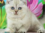 Sunny - British Shorthair Kitten For Sale - Norwalk&comma; CT&comma; US