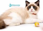 Loya - Ragdoll Kitten For Sale - 