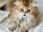 Hasbik - Munchkin Kitten For Sale - Pembroke Pines&comma; FL&comma; US
