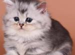 Ira - Munchkin Kitten For Sale - Pembroke Pines&comma; FL&comma; US
